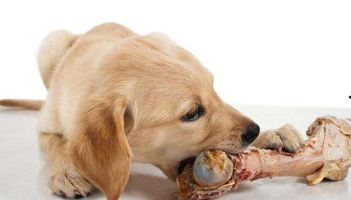 狗吃籽瓜,探寻狗狗的独特饮食习惯