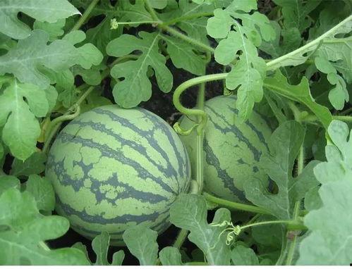 下川岛吃瓜,夏日吃瓜盛宴，尽享海滨悠闲时光