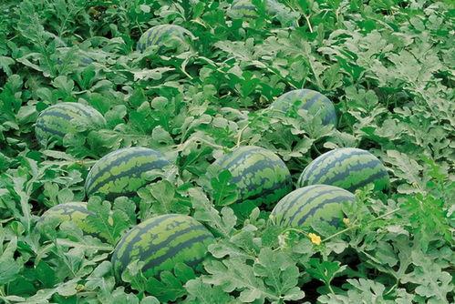 文登师范吃瓜,揭秘校园里的那些事儿