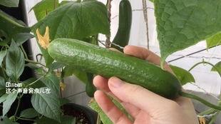 梦见摘瓜又吃瓜,摘瓜与食瓜的奇幻之旅