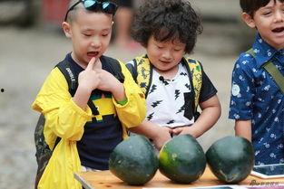 吃瓜占卜娃,趣味占卜背后的神秘力量