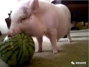 伊丽莎白猪吃瓜