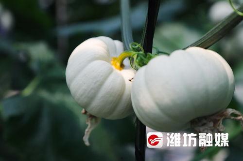 潍坊倩倩吃瓜,瓜界新宠，吃瓜达人风采独树一帜