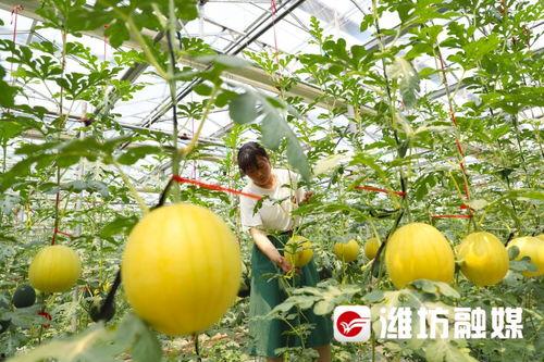 潍坊倩倩吃瓜,瓜界新宠，吃瓜达人风采独树一帜