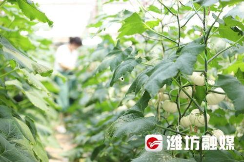 潍坊倩倩吃瓜,瓜界新宠，吃瓜达人风采独树一帜