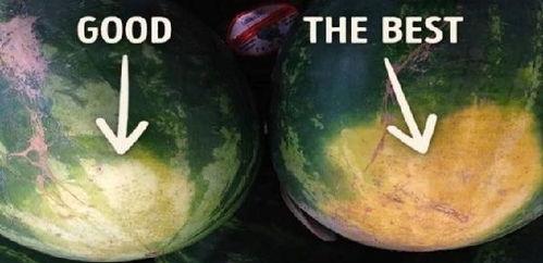 吃西瓜只会老吃瓜吗图片,不止老吃瓜，创意吃法大揭秘