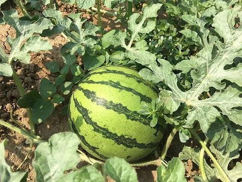 吃瓜很重要,为何吃瓜在当代生活中如此重要