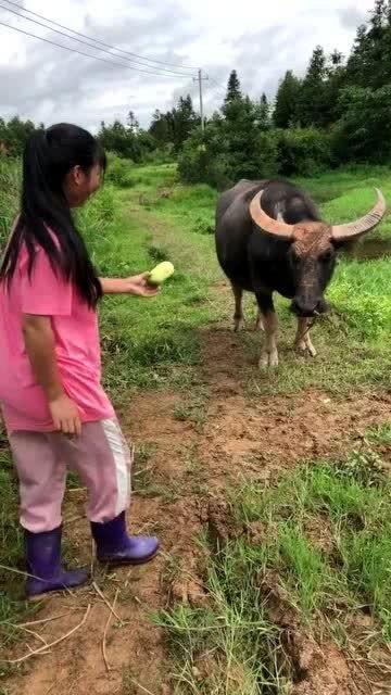 给牛吃瓜,田园生活乐无边