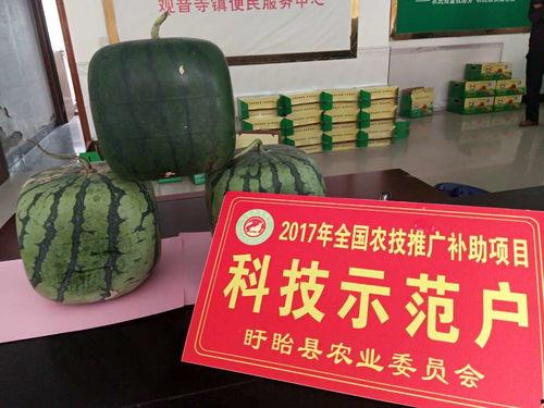 吃瓜引佛,揭秘佛学智慧在日常生活中的奇妙应用