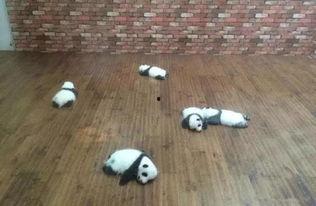 瘫着吃瓜,畅享悠闲时光