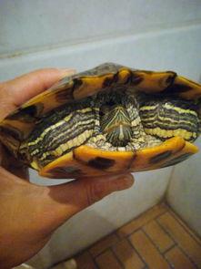 乌龟吃白瓜吗怎么吃啊,食用方法全解析