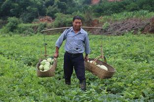 农民收瓜吃甜瓜