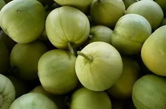 农民收瓜吃甜瓜