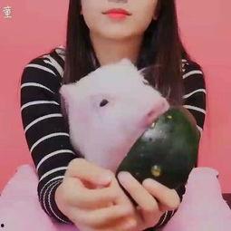 吃瓜猪,揭秘娱乐圈背后的那些事儿