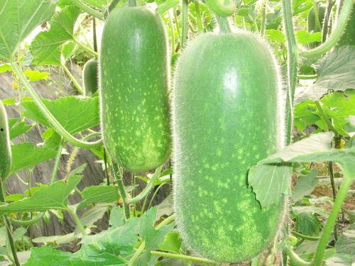 梦轩吃瓜,揭秘娱乐圈幕后故事