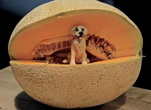 喂哈密瓜吃图片,视觉盛宴与味蕾诱惑