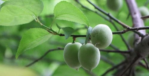 青梅妈妈吃瓜,揭秘娱乐圈那些不为人知的幕后故事