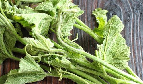 吃棚瓜尖,探寻农家美食的秘密