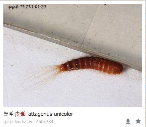 怎样消灭吃瓜叶的守瓜虫,根除瓜叶守瓜虫的困扰