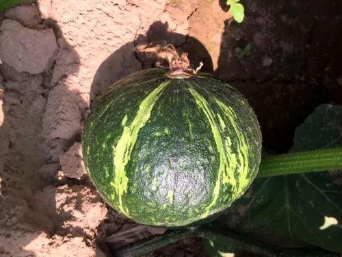 怀孕吃贝贝瓜好吗