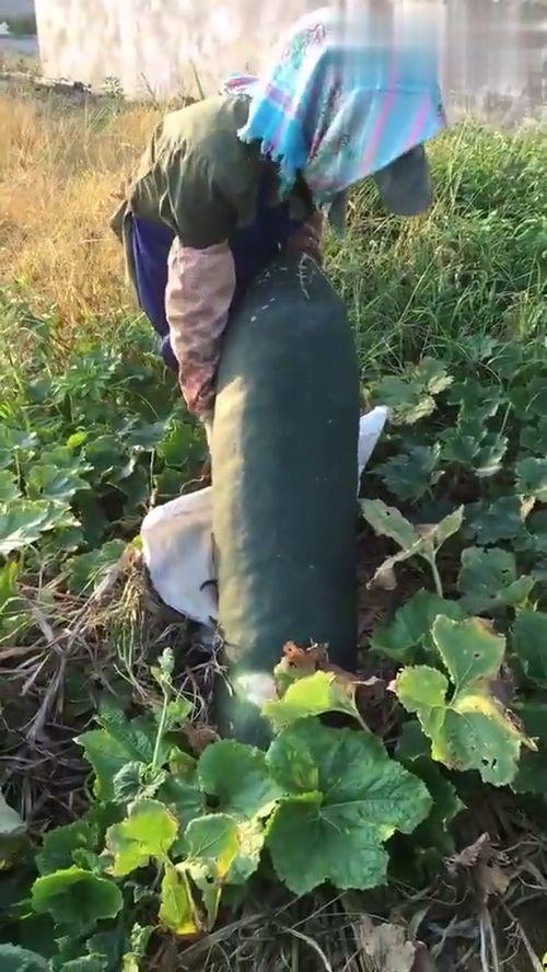 吃瓜吃烂了是什么意思