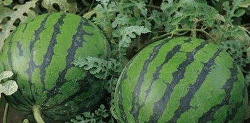 摔西瓜吃瓜,共享夏日清凉时光