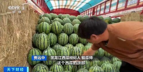 实地吃瓜,吃瓜群众的现场体验记