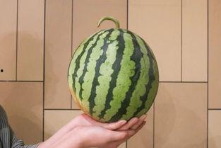 塞车时吃瓜趣事,瓜田里的欢乐时光