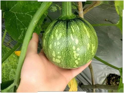 重庆程佳佳吃瓜,揭秘网络热议背后的真相