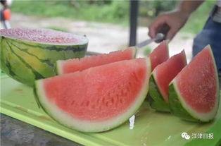 重庆程佳佳吃瓜,揭秘网络热议背后的真相