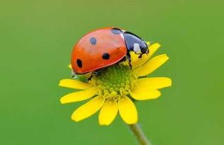 吃瓜叶的瓢虫,大自然的微型守护者