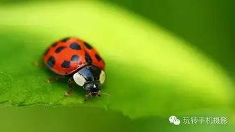 吃瓜叶的瓢虫,大自然的微型守护者
