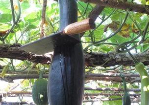 坎瓜能怎么吃,创意烹饪方法大盘点