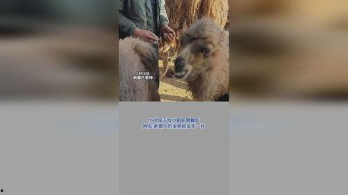 小骆驼吃瓜,小骆驼的夏日瓜果盛宴