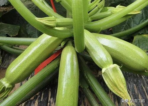 白龙喜欢吃瓜